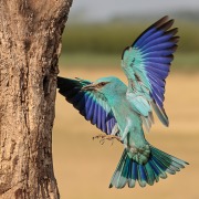 European Roller