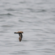 European Storm Petrel