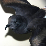 European Storm Petrel