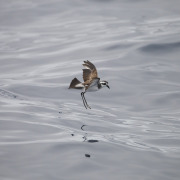 European Storm Petrel
