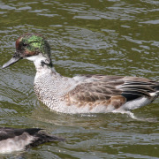 Falcated Duck