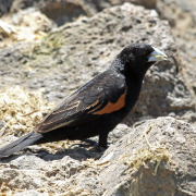 Fan-tailed Widowbird