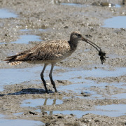 Far Eastern Curlew