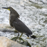 Fasciated Tiger-Heron