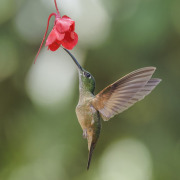 Fawn-breasted Brilliant