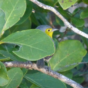 Fernandina's Flicker