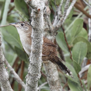 Ferninand's Babbler