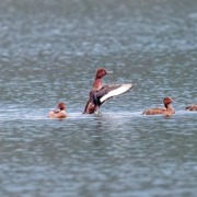 Ferruginous Duck