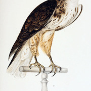 Ferruginous Hawk
