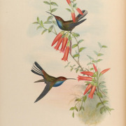 Fiery-throated Hummingbird