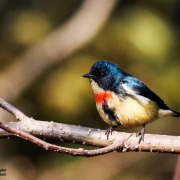 Fire-breasted Flowerpecker
