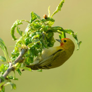 Fire-capped tit