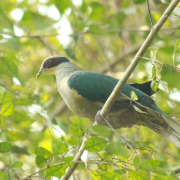 Fischer's Fruit Dove