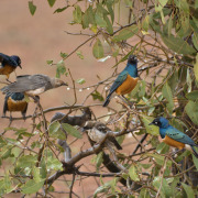 Fischer's Starling
