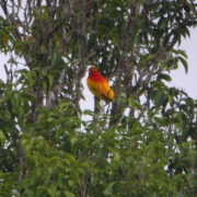 Flame Bowerbird