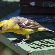 Flame-colored Tanager