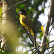 Flame-throated bulbul