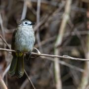Flavescent Bulbul