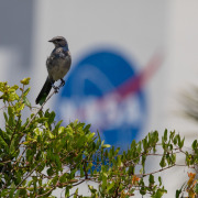 Florida Scrub-Jay