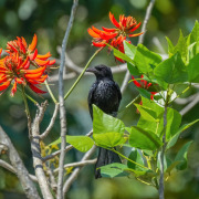 Fork-tailed Drongo