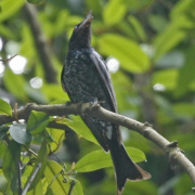 Fork-tailed Drongo