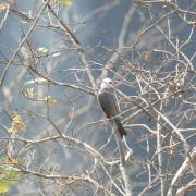 Formosan Whistling Thrush