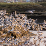 Franklin's Gull