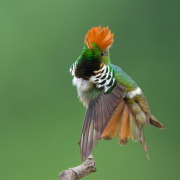 Frilled Coquette