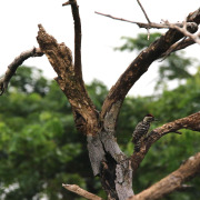 Fulvous-breasted Woodpecker