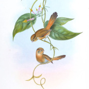 Fulvous-fronted Barwing