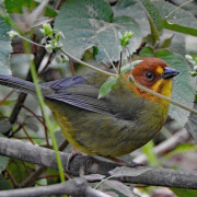 Fulvous-headed Brushfinch