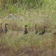 Fulvous Whistling-Duck