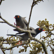 Gabela Helmetshrike