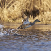 Gadwall