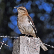 Galapagos Mockingbird