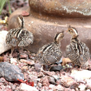 Gambel's Quail