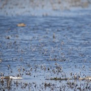 Garganey
