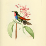 Garnet Pitta