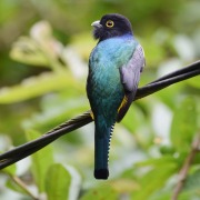 Gartered Trogon