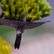 Giant Hummingbird