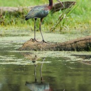 Glossy Ibis