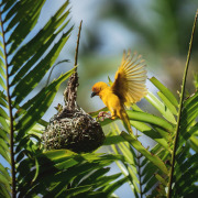 Eastern Golden Weaver