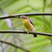Golden-bellied Gerygone