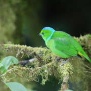 Golden-browed Chlorophonia