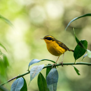 Golden Bush Robin