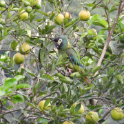 Golden-collared Macaw