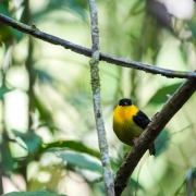Golden-collared Manakin