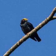 Golden-crowned kinglet