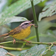 Golden-crowned Warbler