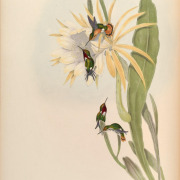 Golden-crowned Woodnymph